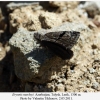 erynnis marloyi talysh1